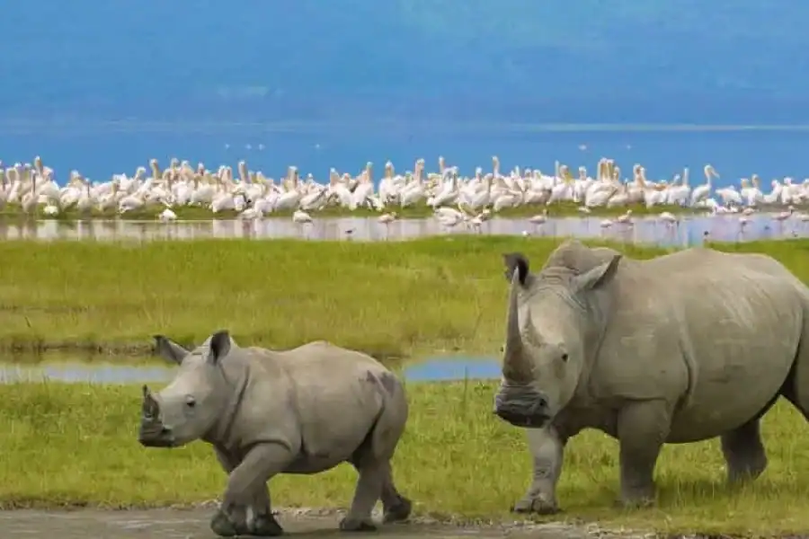 🚸A Day Tour To Lake Nakuru And Naivasha Boat Ride