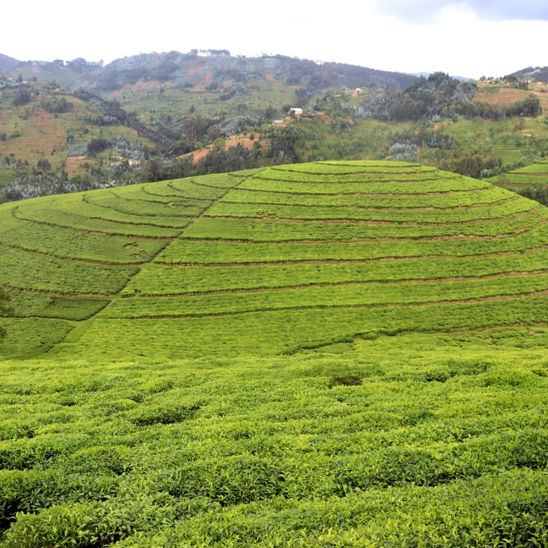 🕓A day trip to Lake Kivu and tea processing experience