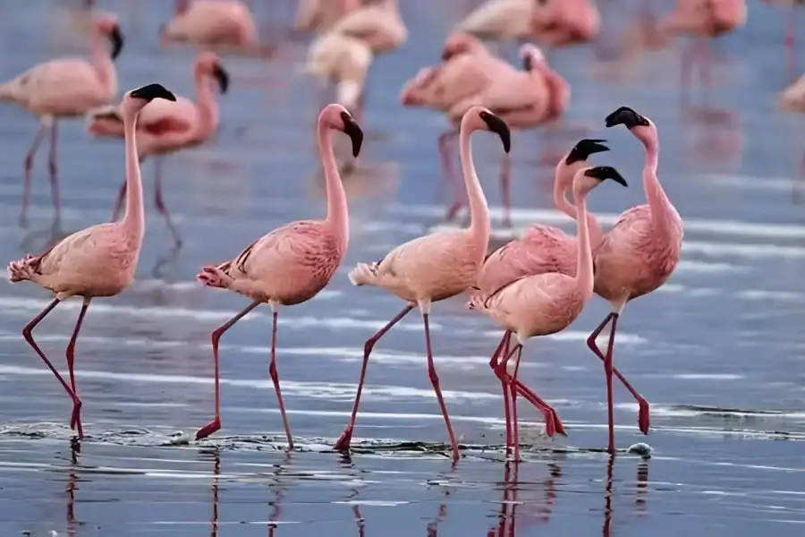 🕓Abijata–Shalla Lakes 2-Day Birdwatching& Wildlife Tour