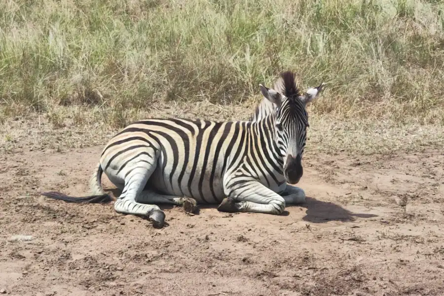 🕓Accra: Half day private safari with pick up