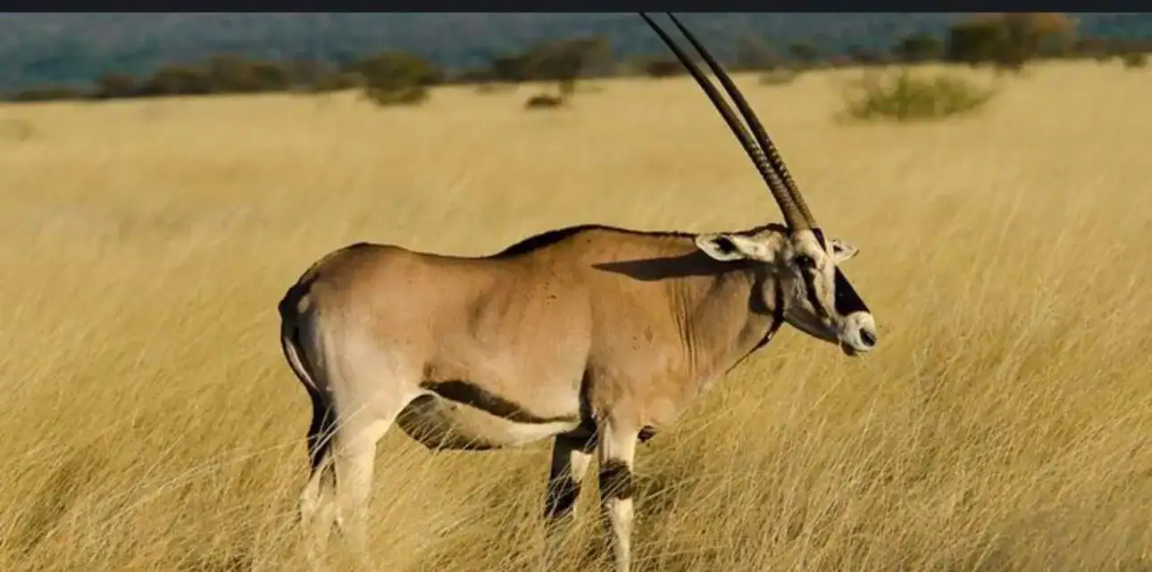 🕓Addis Ababa: 3-Day Rift Valley Lakes Tour with Guide