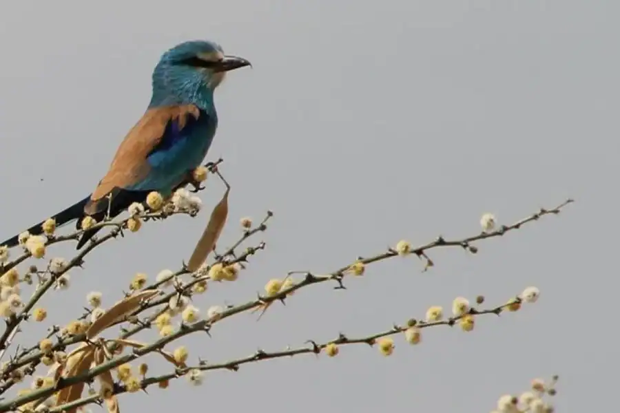 🕓Addis Ababa: 6-Day Bale Mountains& Awash Park Tour