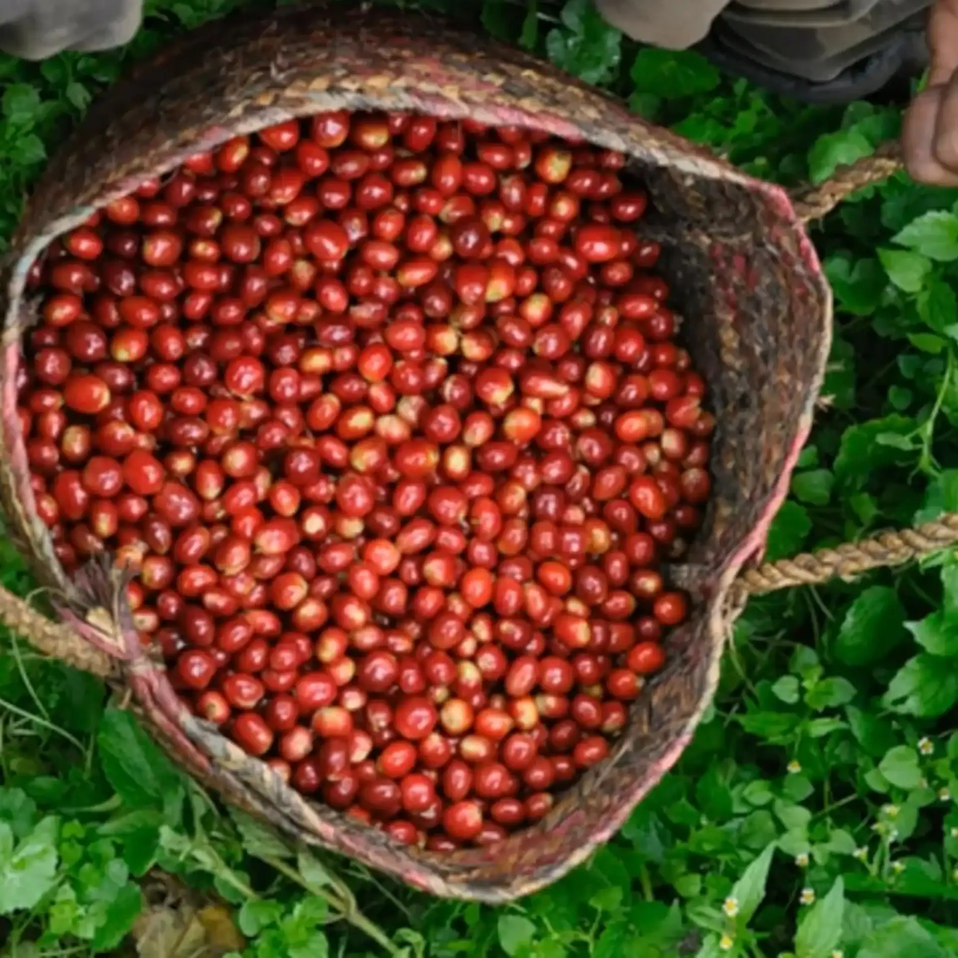 🕓Addis Ababa: 9-Day Coffee Plantation Tour with Lodging