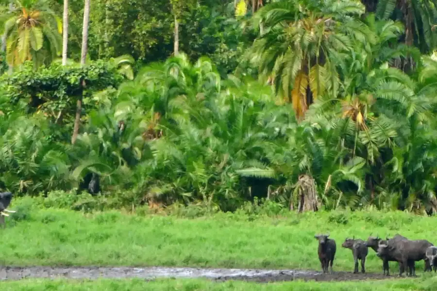 🕓Addis Ababa – Chebera Cherchura National Park 4-Day