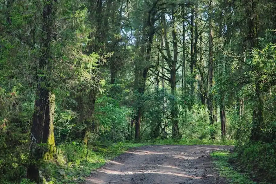🕓Addis Ababa Menagesha Suba Forest Hiking Day Trip with Lunch