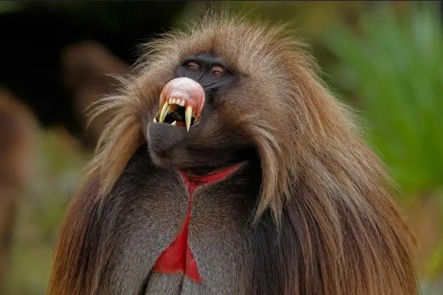 🕓Addis Ababa: Monastery, Baboons& Scenic Blue Nile GorgeTour