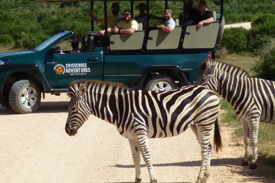🕓Addo Elephant National Park: Guided Half-Day Safari