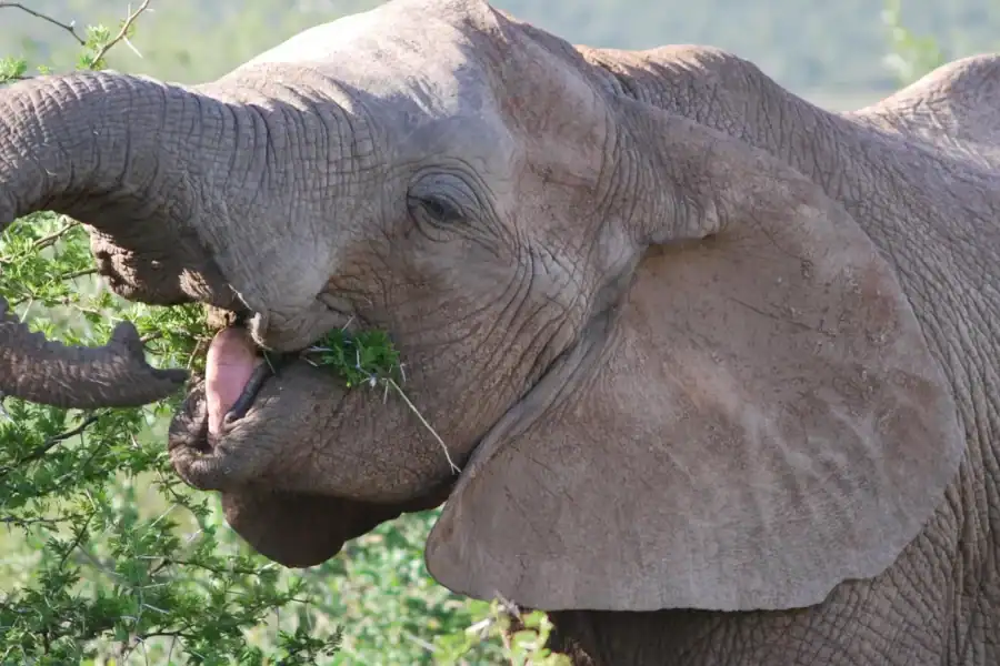 🕓Addo Elephant National Park: Half Day Private Safari