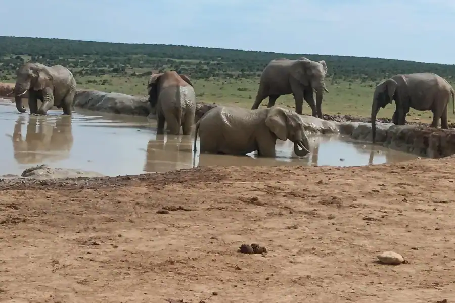 🕓Addo Elephant Park and Kragga Kamma Game Park Combo