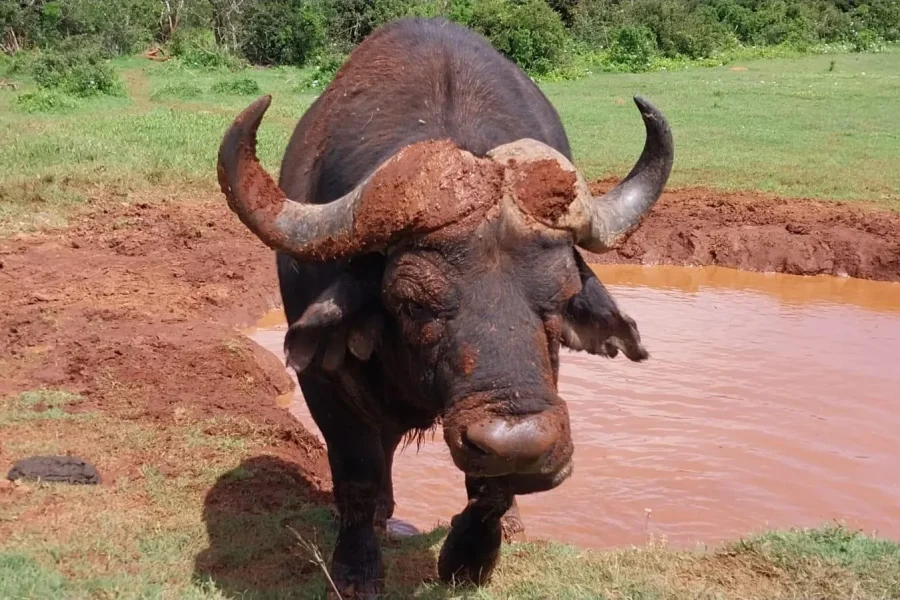 🕓Addo: Sunrise Safari with Breakfast and Park Entry