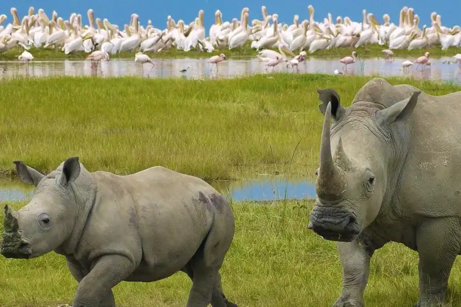 🕓Amboseli And Lake Naivasha Safari: A 5-Day Scenic Adventures