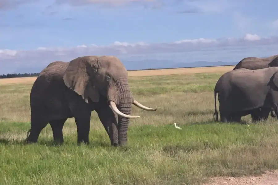 🕓Amboseli National Park 3-Day Safari