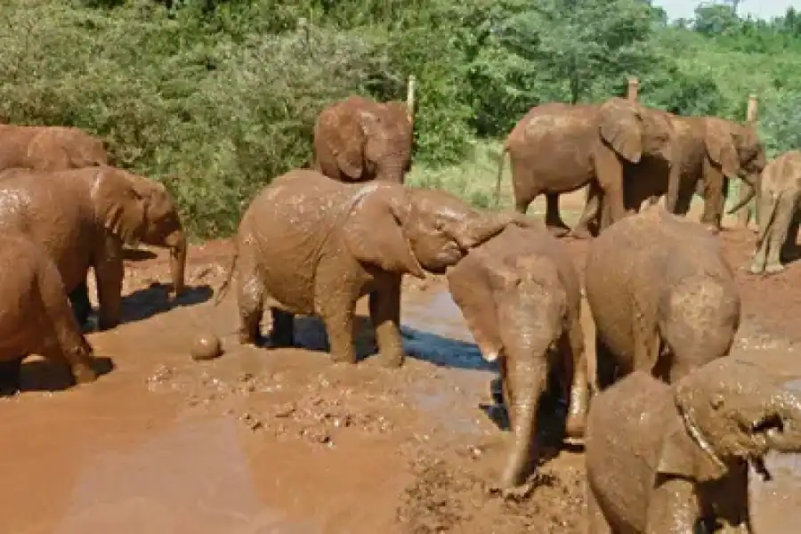 🕓Amboseli National Park Day Trip from Nairobi