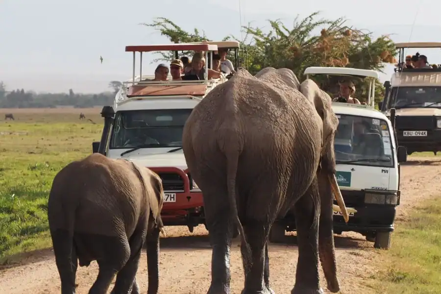 🕓Amboseli National Park: Guided Full Day Tour