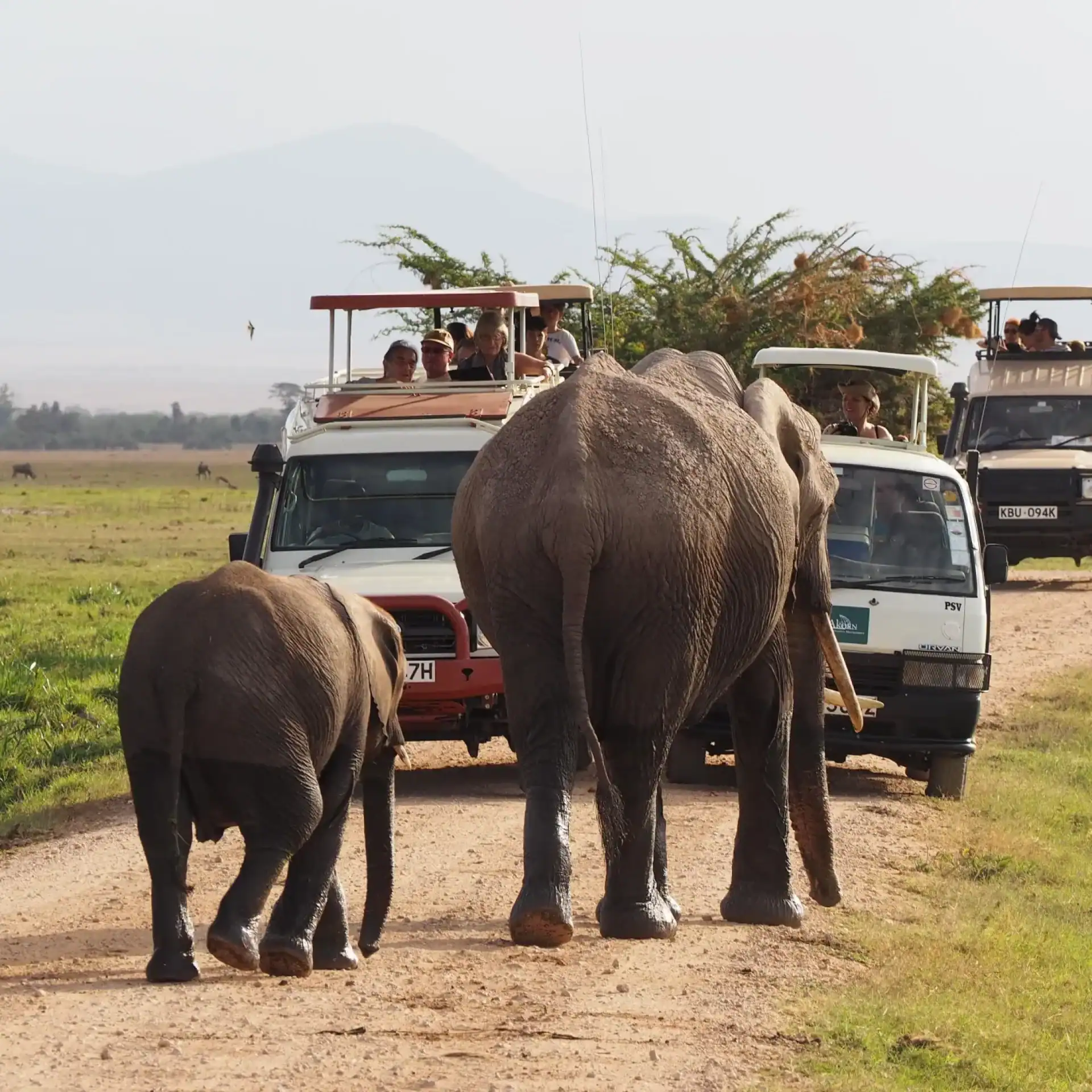 🕓Amboseli National Park: Guided Full Day Tour