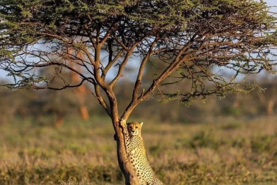 🕓Amboseli National Park: Scenic drive and Game drive day trip