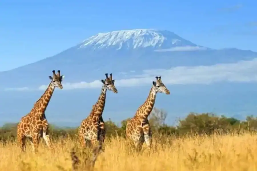 🚸Amboseli National Park Trip 3 Days Visit On Safari Car 4×4