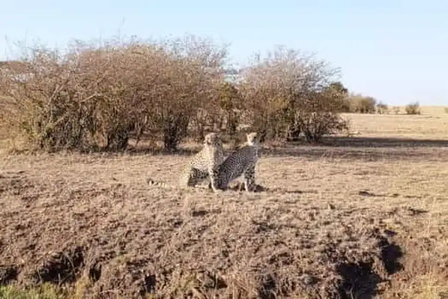 🚸Amboseli National Park:full Day Tour Trip