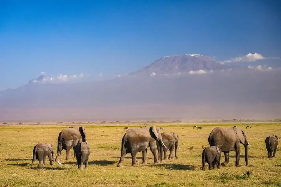🕓Amboseli Sunrise Safari from Nairobi in 4×4 Vehicle