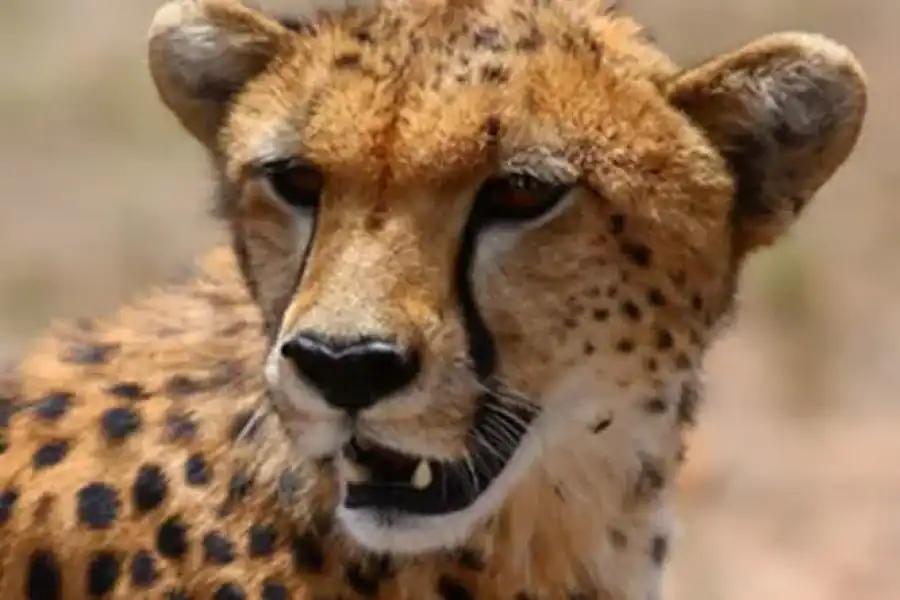 🚸Amboseli: Three Day Safari