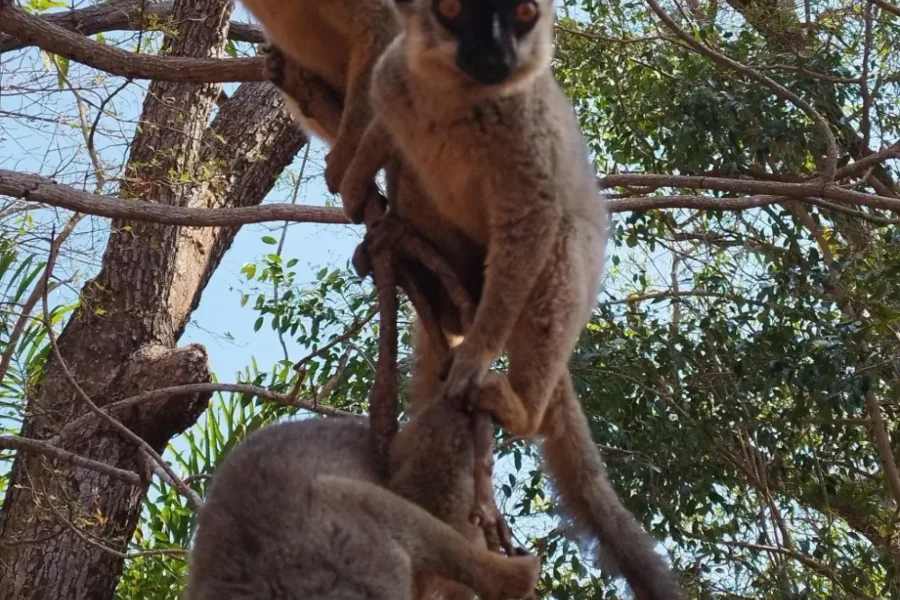 🕓Antsiranana: Red Tsingy and Lemur Safari with Lunch