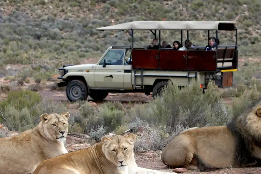🕓Aquila Game Reserve: Afternoon Safari with Lunch