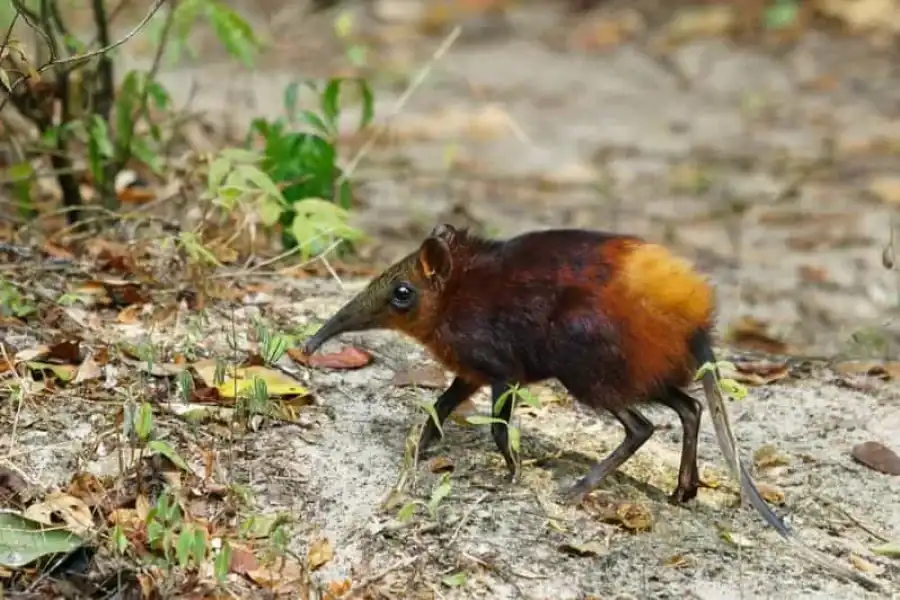 🚸Arabuko Sokoke Forest:bushwalk,lunch And Elephants