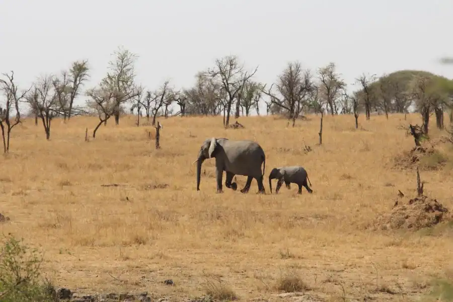 🕓Arusha: 4-Day Mid-Range Safari Tour with Lodging