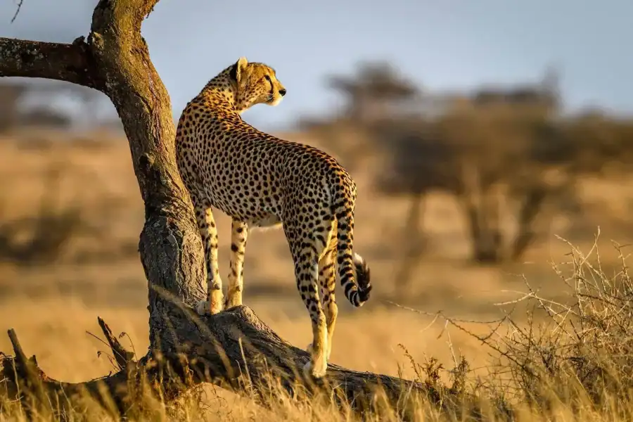 🕓Arusha: 5-Day Serengeti and Ngorongoro Crater Safari