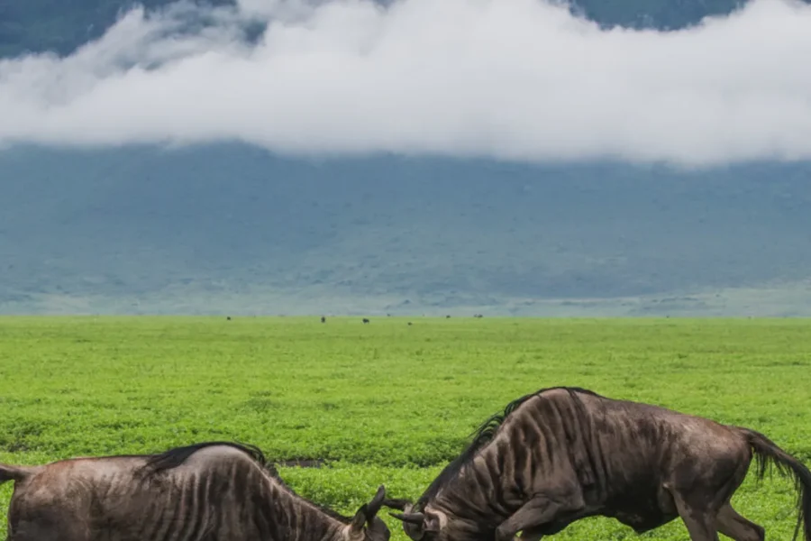 🕓Arusha: 5-Day Serengeti, Ngorongoro& Lake Natron Safari