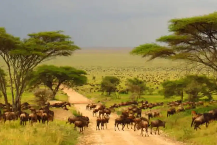 🕓Arusha: 6-Day Serengeti, Ngorongoro, Mara River Safari