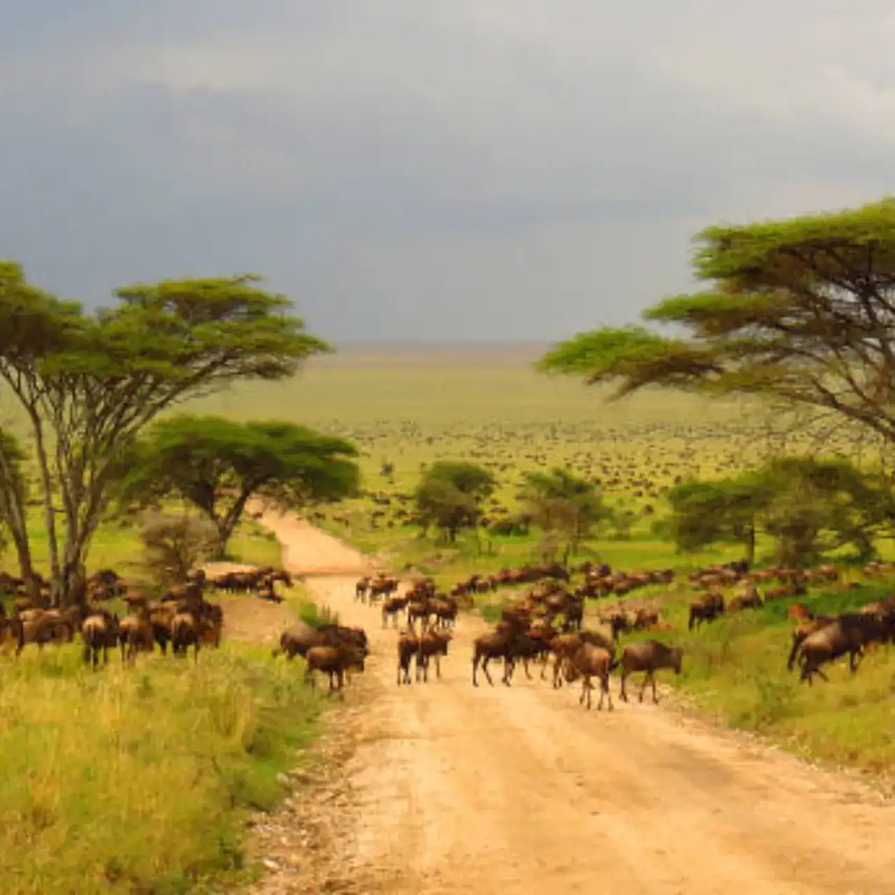 🕓Arusha: 6-Day Serengeti, Ngorongoro, Mara River Safari