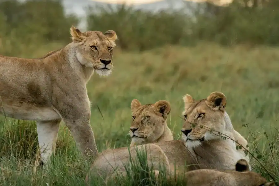 🕓Arusha: 6-Day Serengeti Safari with Maasai Village Visit