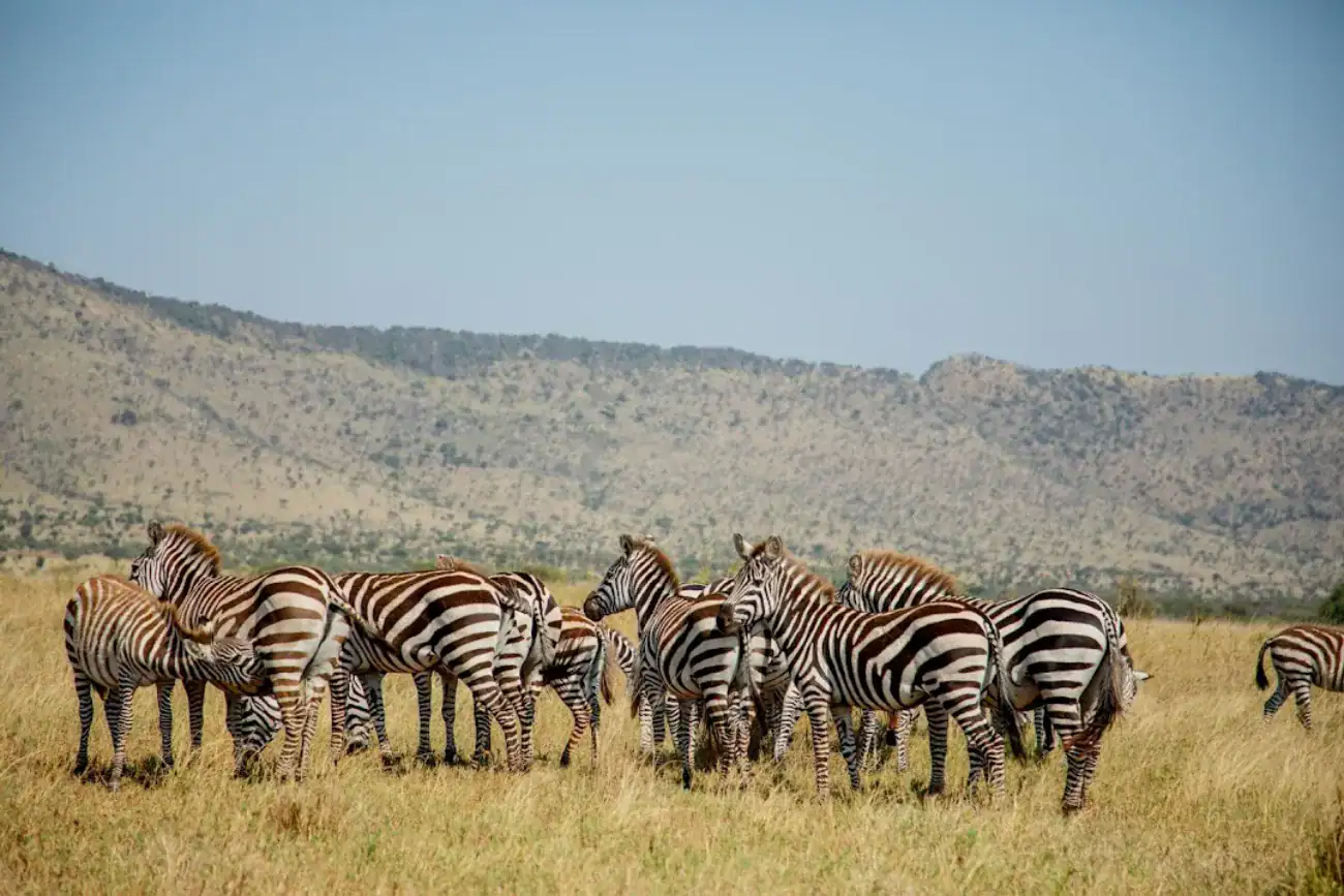 🕓Arusha: Ngorongoro Crater Day Trip – Big Five Safari