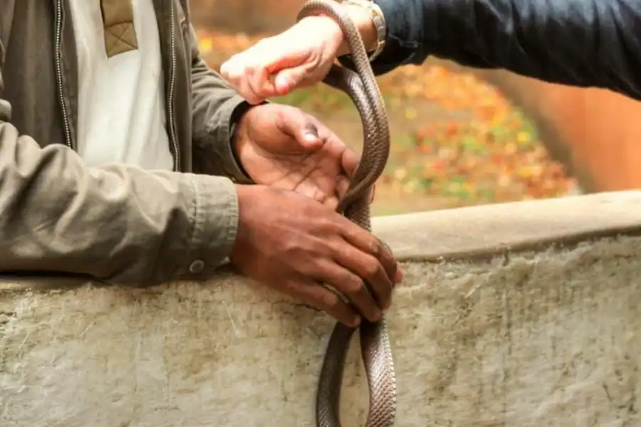 🕓Arusha: Snake Park Guided Day Trip