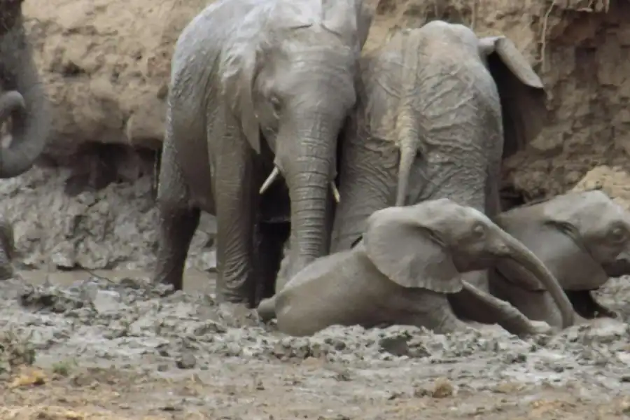 🕓Arusha: Tarangire National Park and Ngorongoro Crater Tour
