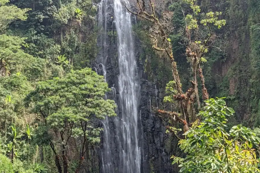 🕓Arusha: Traditional Coffee Tour& Waterfall Village