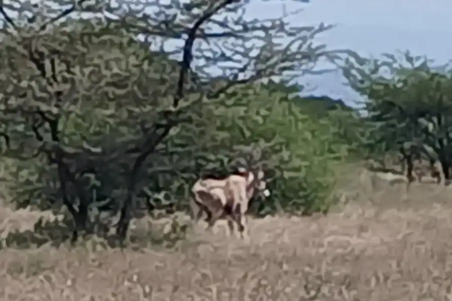 🕓"Awash National Park Safari Experience"