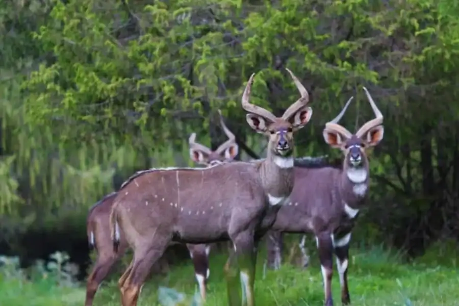 🕓Ethiopia: Bale Mountains National Park 3-Day Tour