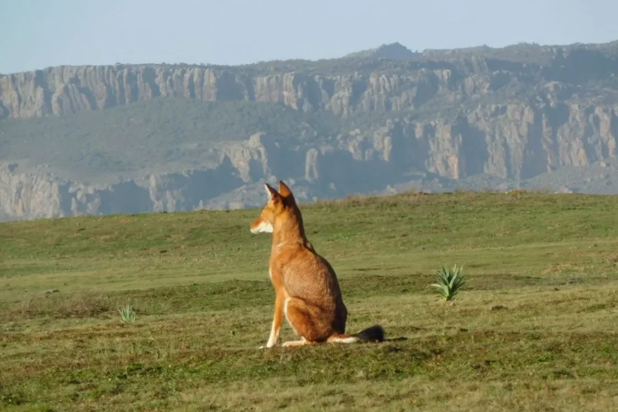 🕓• Bale Mountains Discovery: Wildlife& Nature in 4 Days