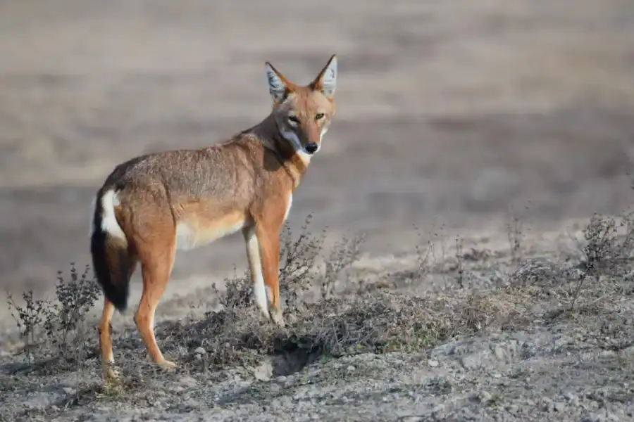 🕓Bale Mountains National Park: Ethiopian Wolf Watching Tour