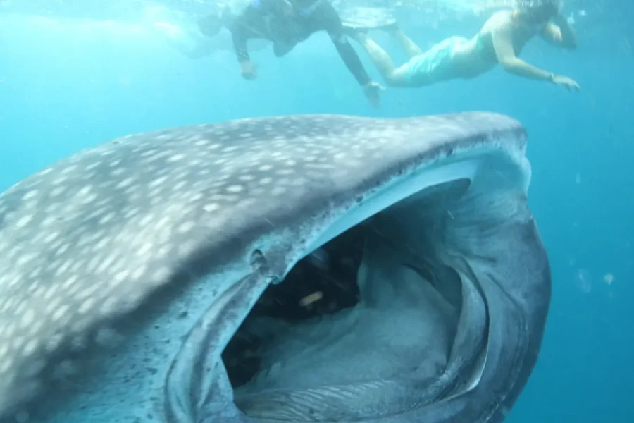 🕓Barra Beach: 2hr Ocean Safari and Snorkeling Tour
