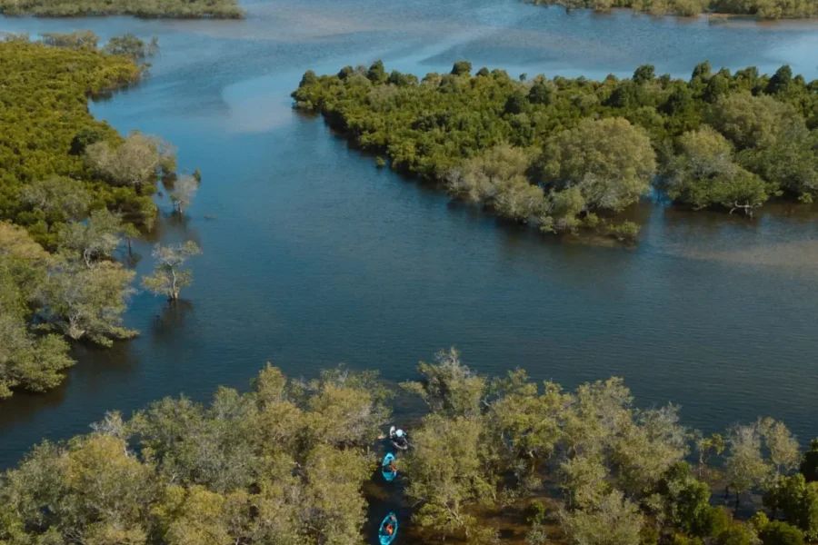 🕓Barra: Mangrove Forest Kayaking Tour with Birdwatching