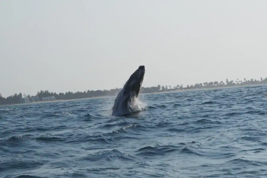 🕓Barra, Mozambique: Private Whale Watching Boat Tour