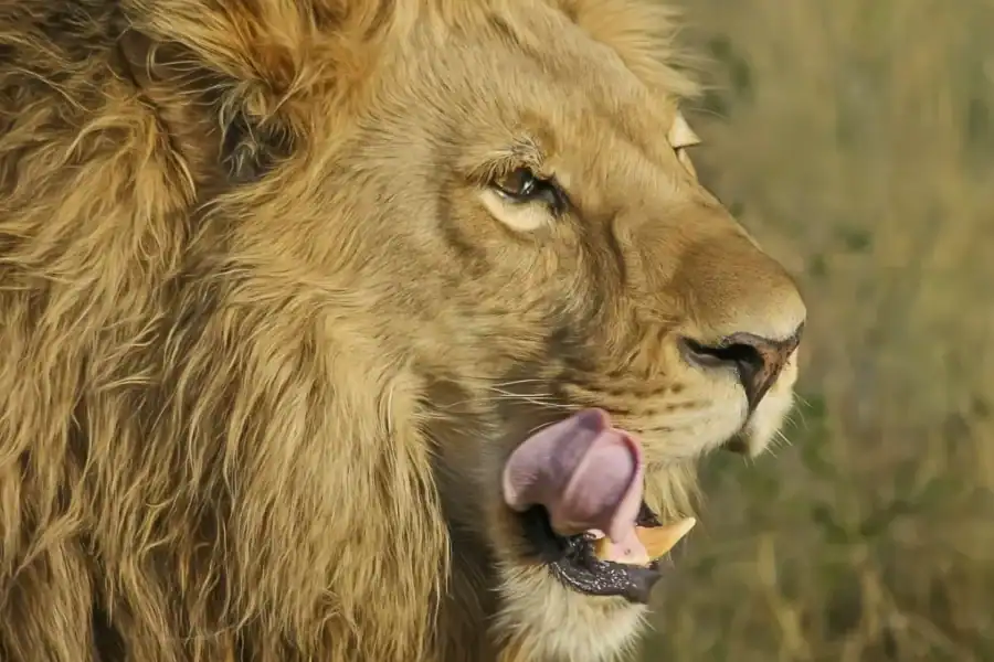 🕓Best 2-Day Tanzania Safari to Tarangire& Ngorongoro Crater