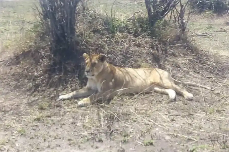 🚸Best 7 Days Kenya Adventure Wildlife Safari