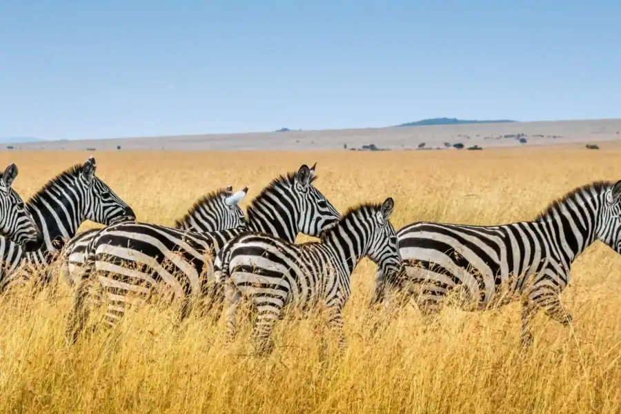 🕓Best& Short 2 Days Private Tanzania Safari – Tours