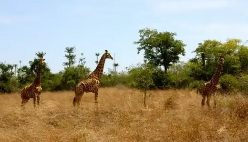 🌵 Bicauri National Park (Angola)