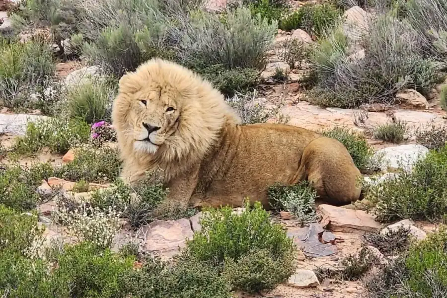 🕓Big 5 Aquila Reserve Safari with Lunch and Tasting