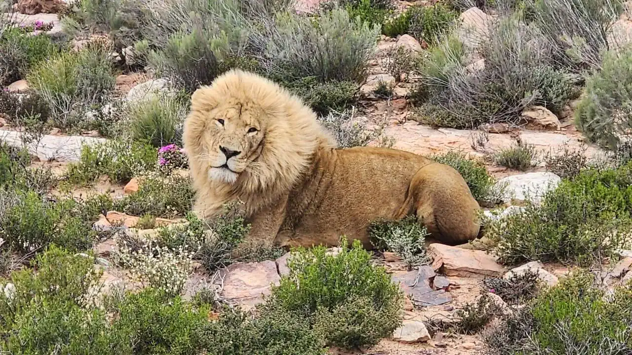 🕓Big 5 Aquila Reserve Safari with Lunch and Tasting